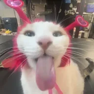 Fancy Licker