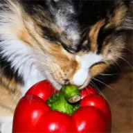 Pepper
