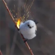 Tiny Hawk