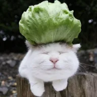 Lechuga