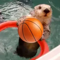 The Hooper