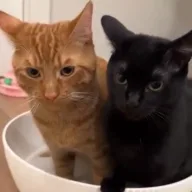 Tinkle & Dinkle