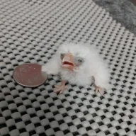 Penny