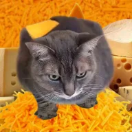 Level Seven Cheese
