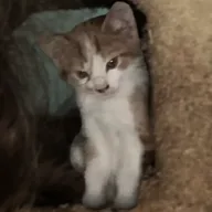 Devious Master