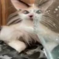 Chill Guy