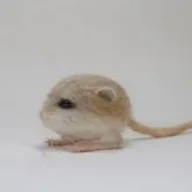 Melvin