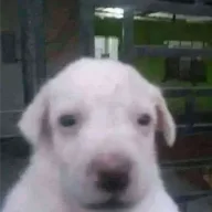 Oog