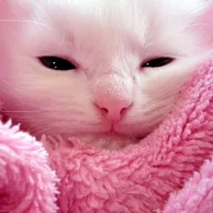 Shmlebby