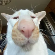 All Ears Sr.