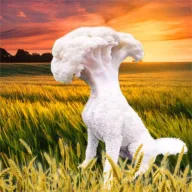 Boarder Cauli