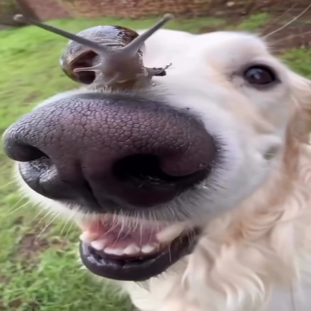 Swiftpoke & Slowpoke