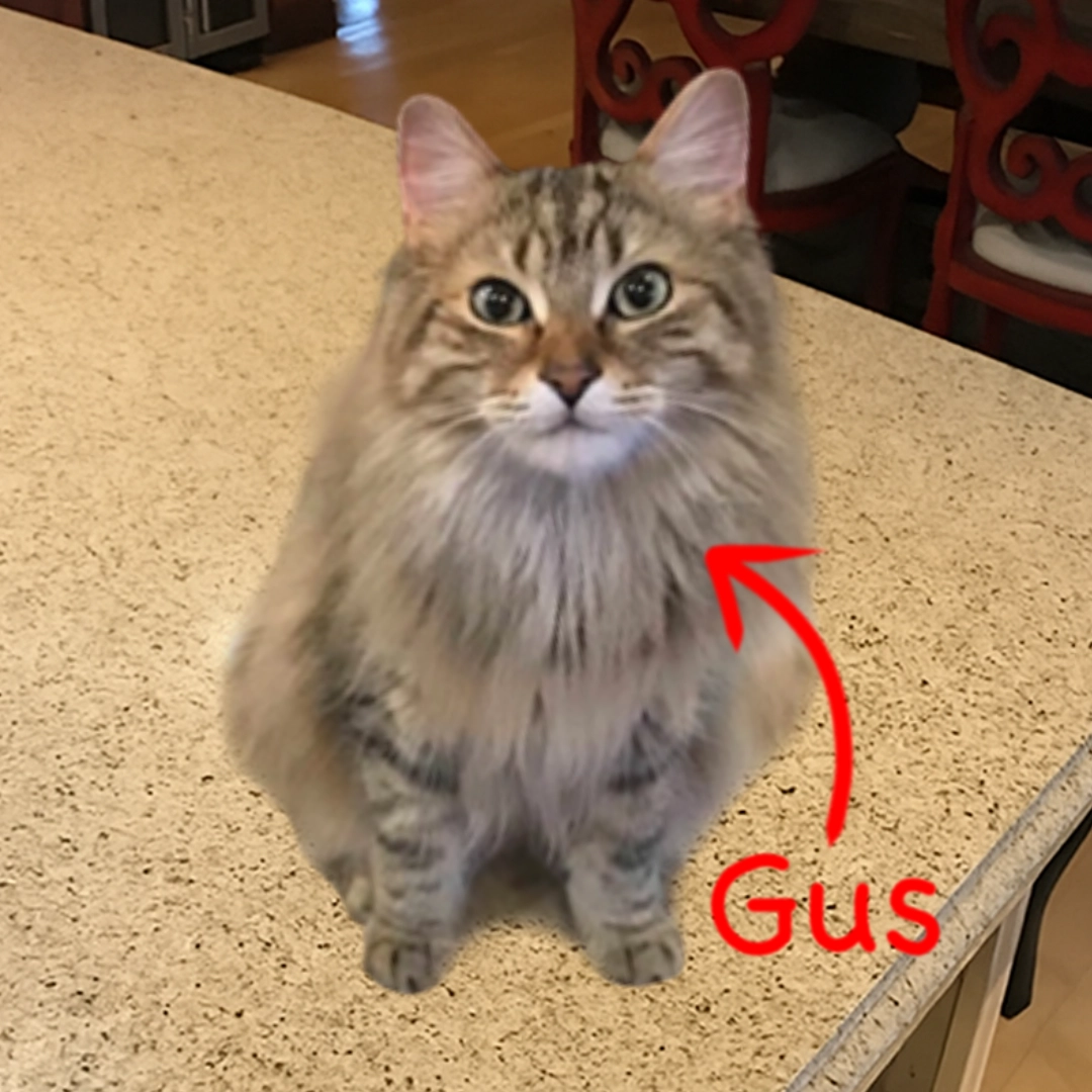 Gus