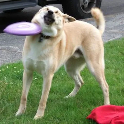 Frisbee Dog